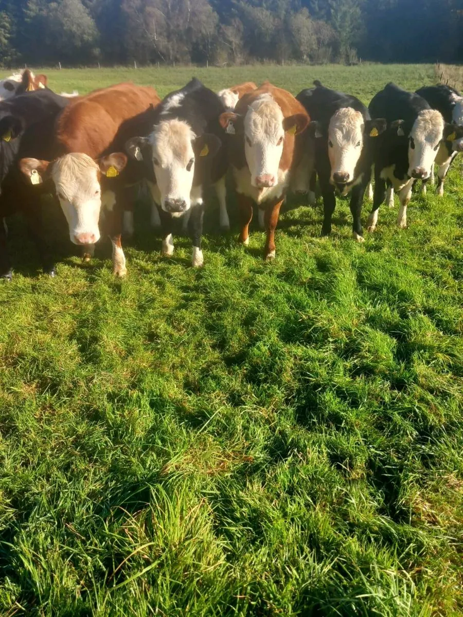 Heifers for sale - Image 4