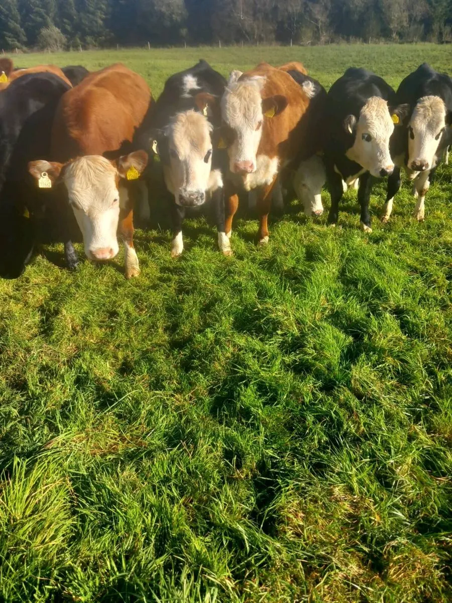 Heifers for sale - Image 3