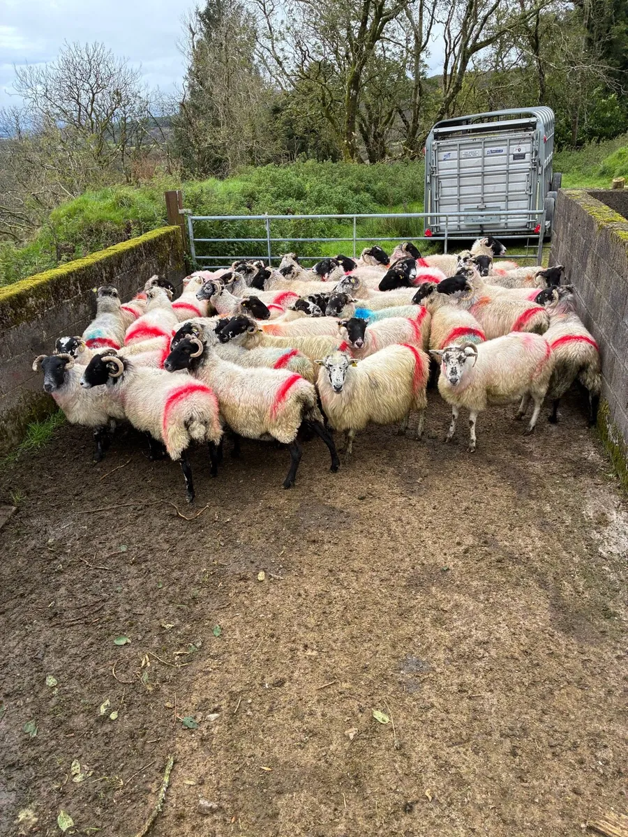 Breeding ewes - Image 1