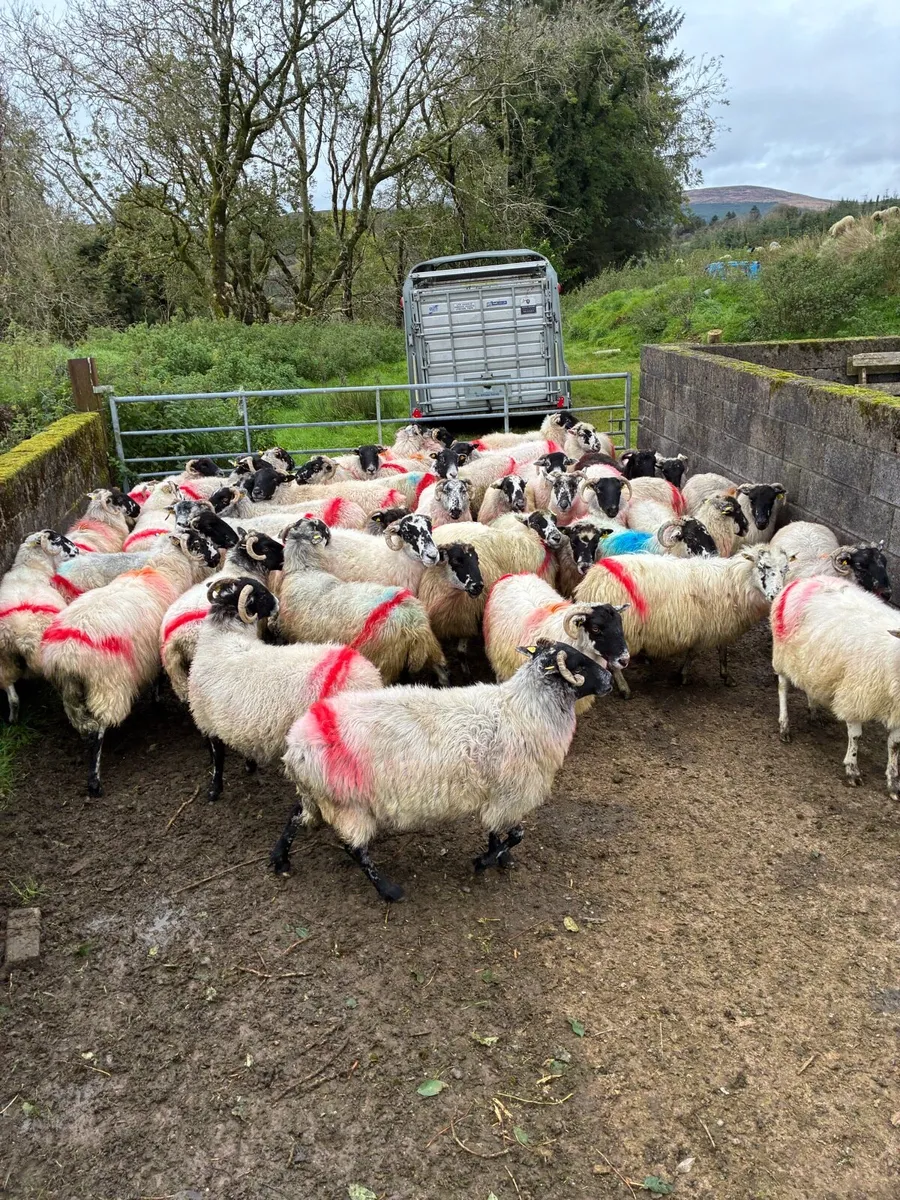 Breeding ewes - Image 3