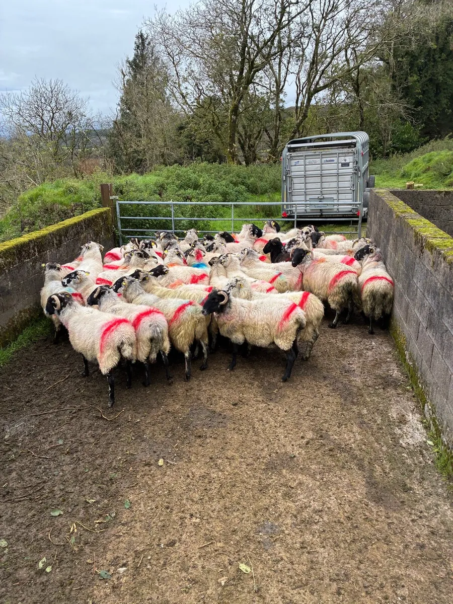 Breeding ewes - Image 4