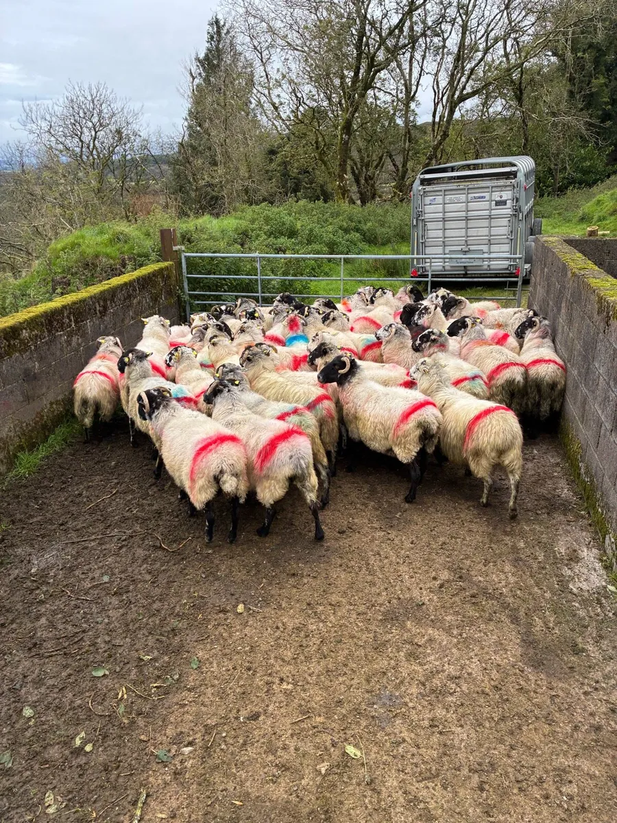 Breeding ewes - Image 2