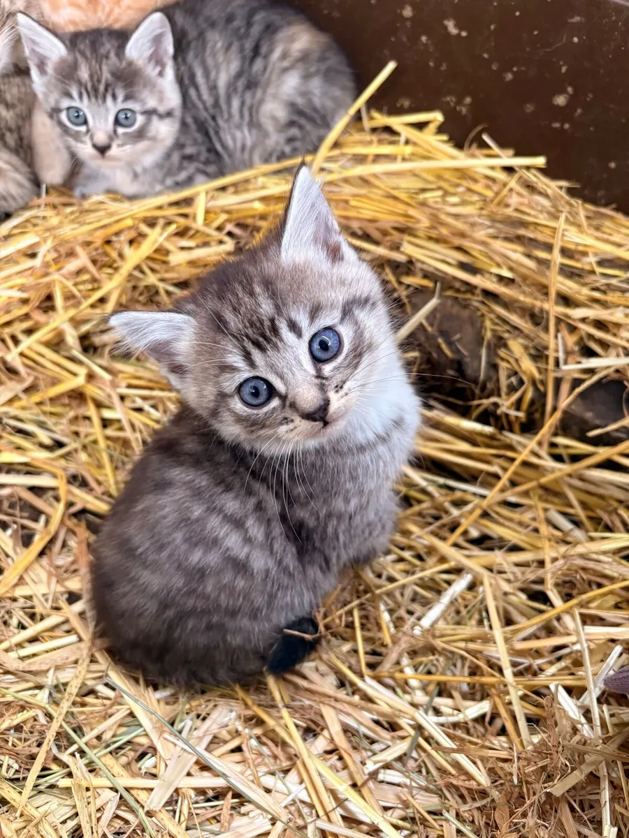 Kitten - Image 2
