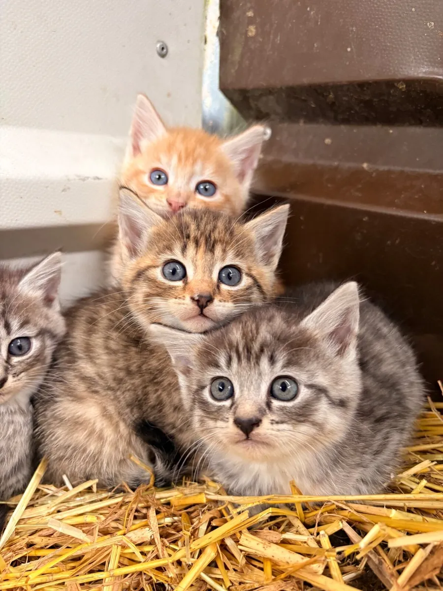 Kitten - Image 1
