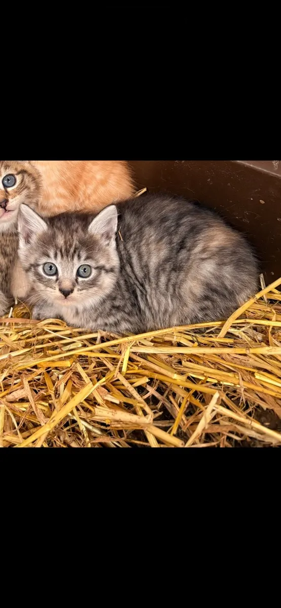Kitten - Image 3