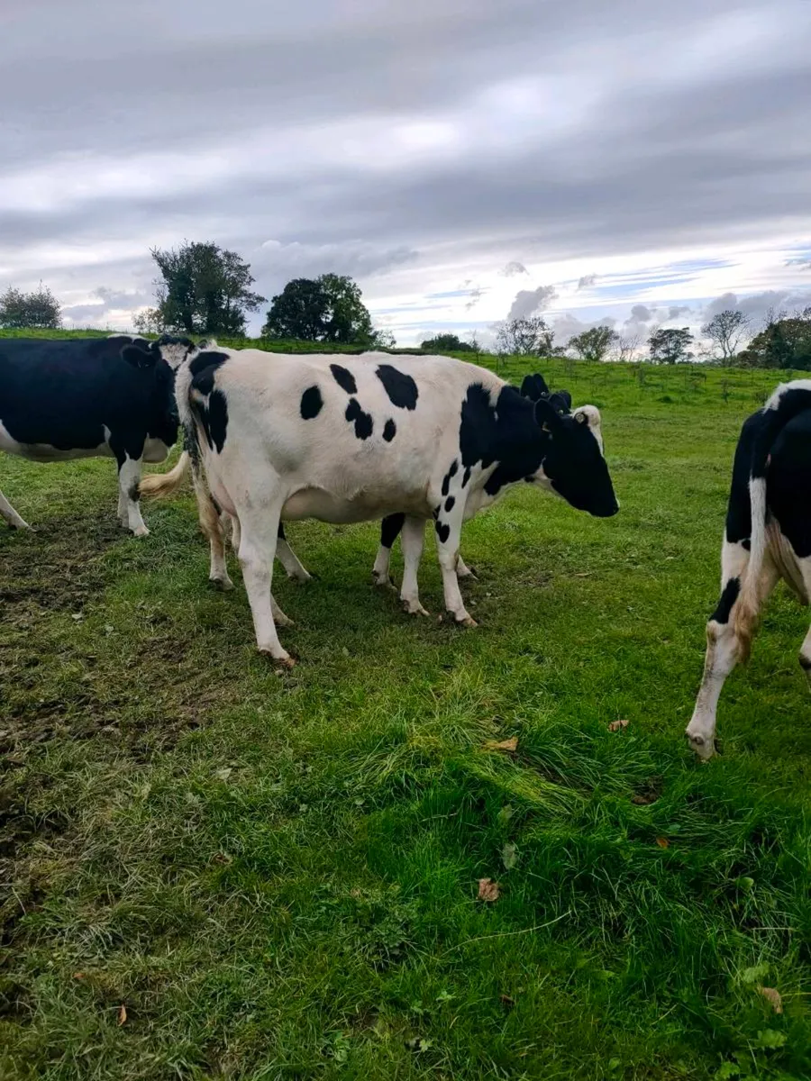 British Fresian springing heifers - Image 1