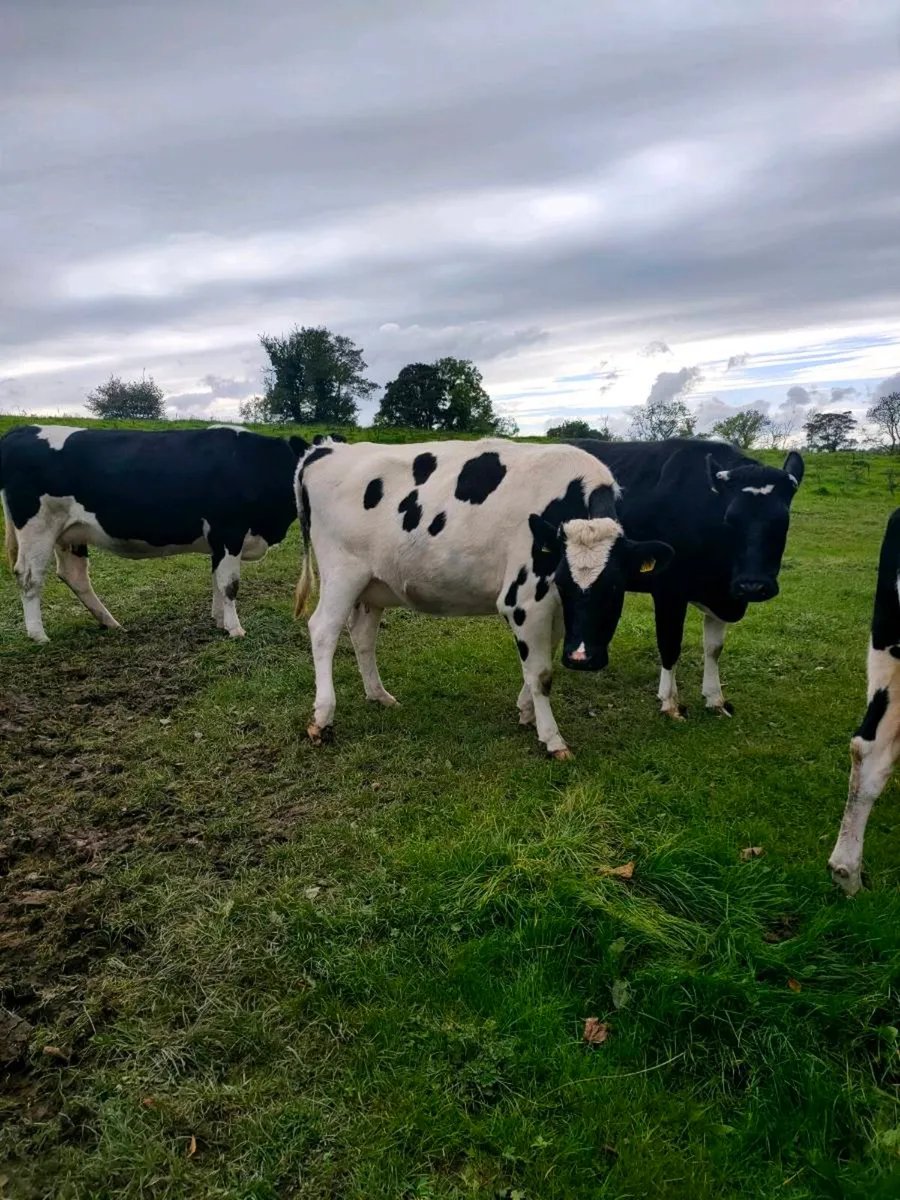 British Fresian springing heifers - Image 2