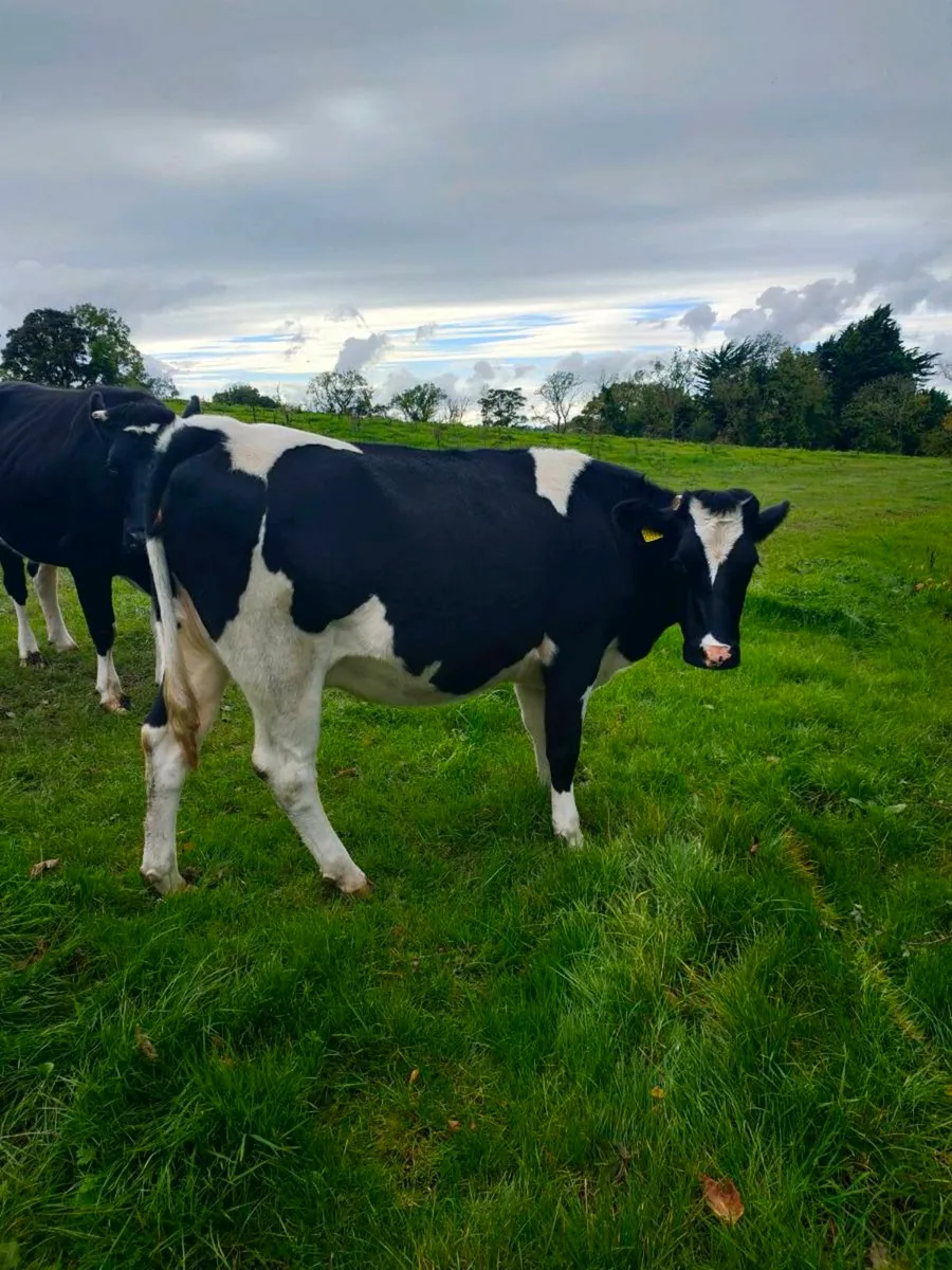 British Fresian springing heifers - Image 3