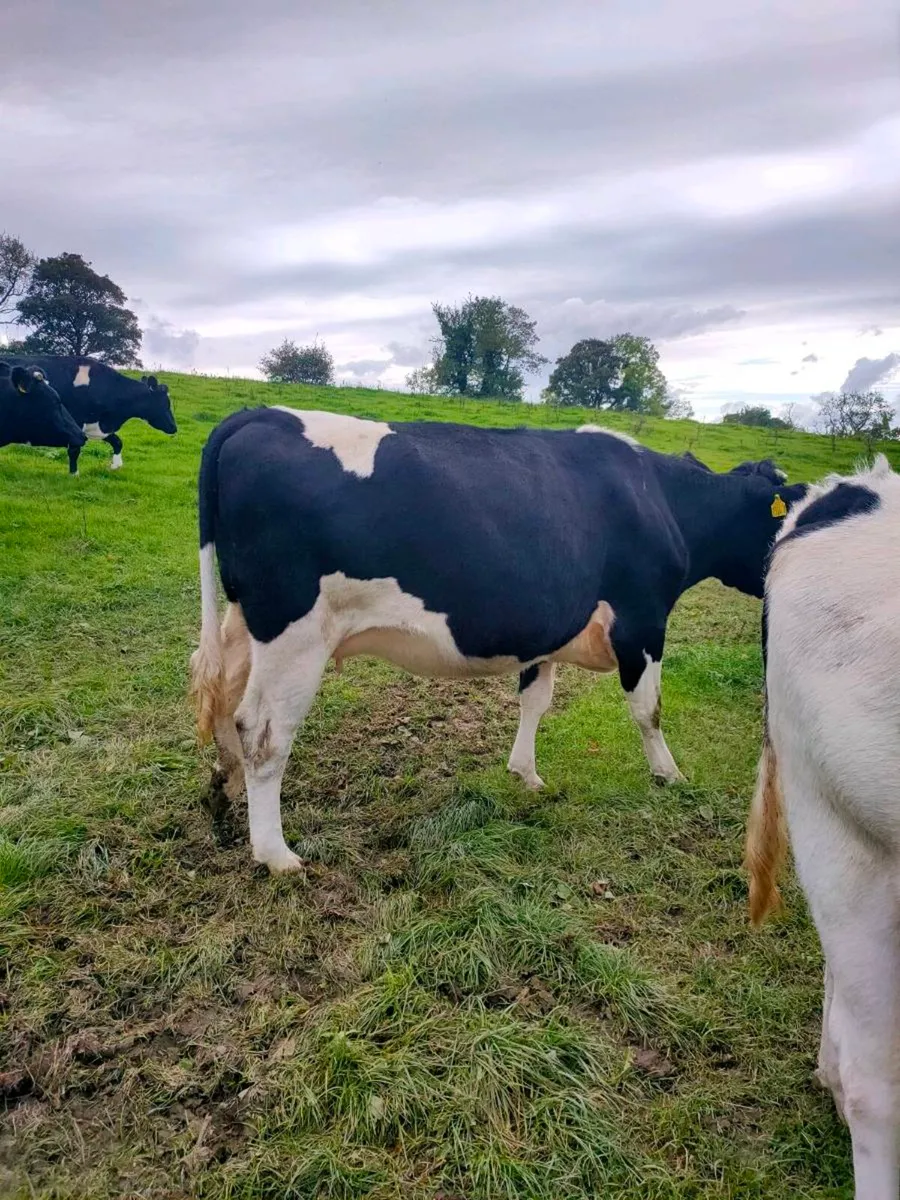 British Fresian springing heifers - Image 4