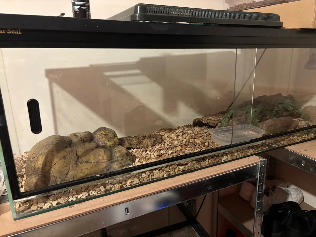 Snake and vivarium - Image 2