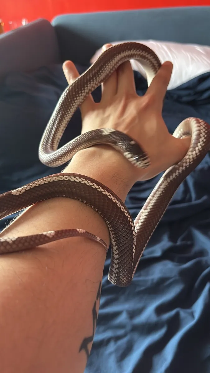 Snake and vivarium - Image 3