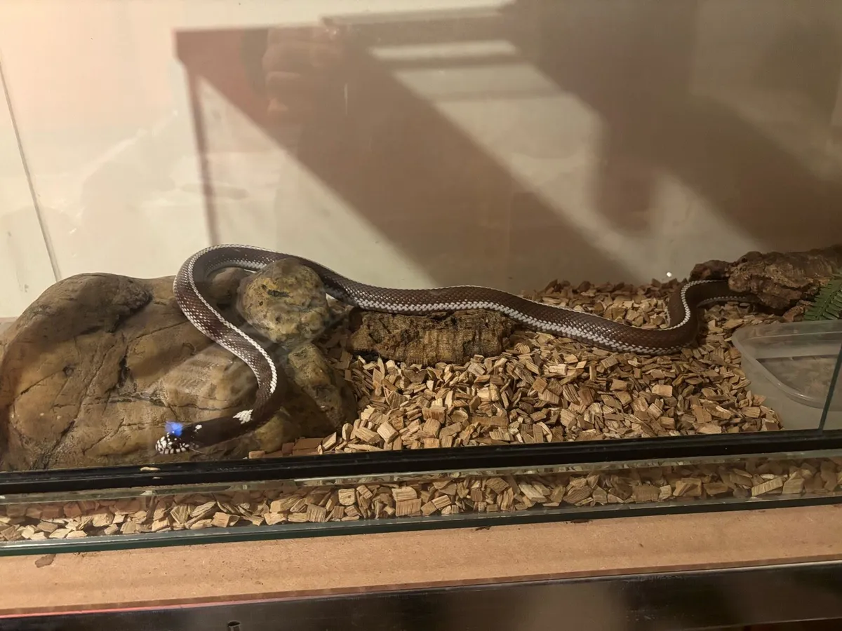 Snake and vivarium - Image 1