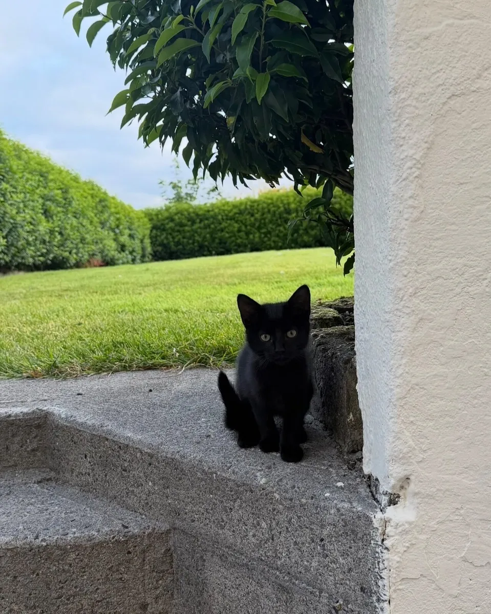 Kittens - Image 1