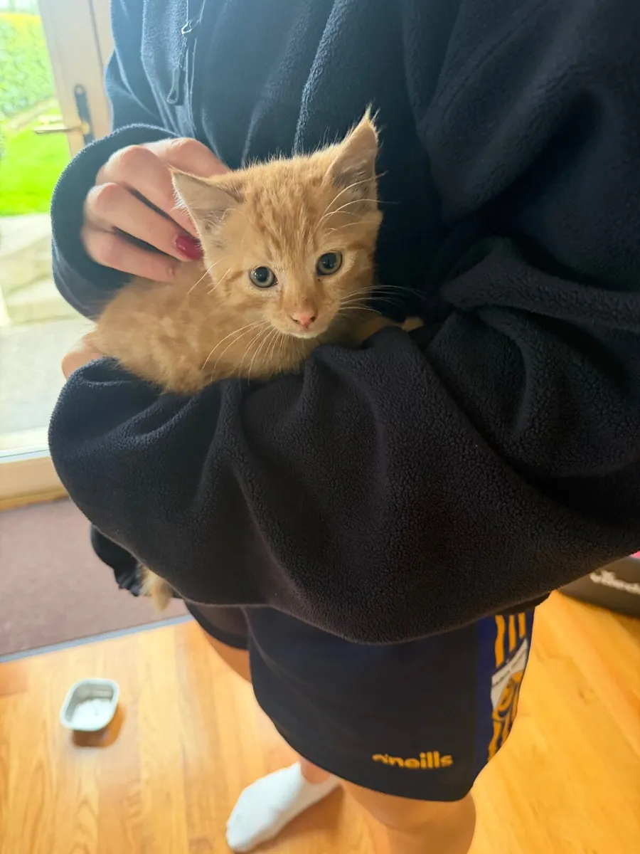 Kittens - Image 2