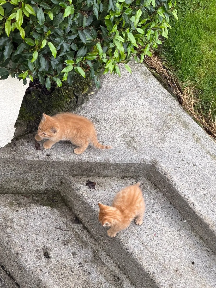 Kittens - Image 3