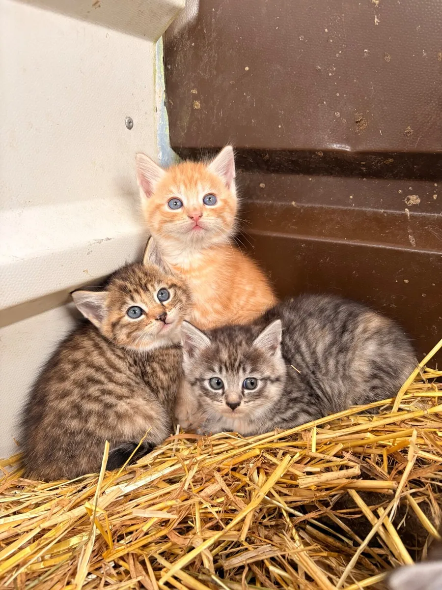 Kitten - Image 4