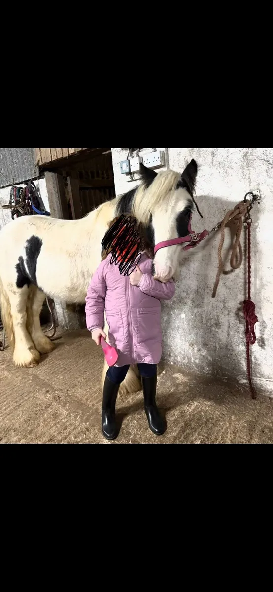 Pony