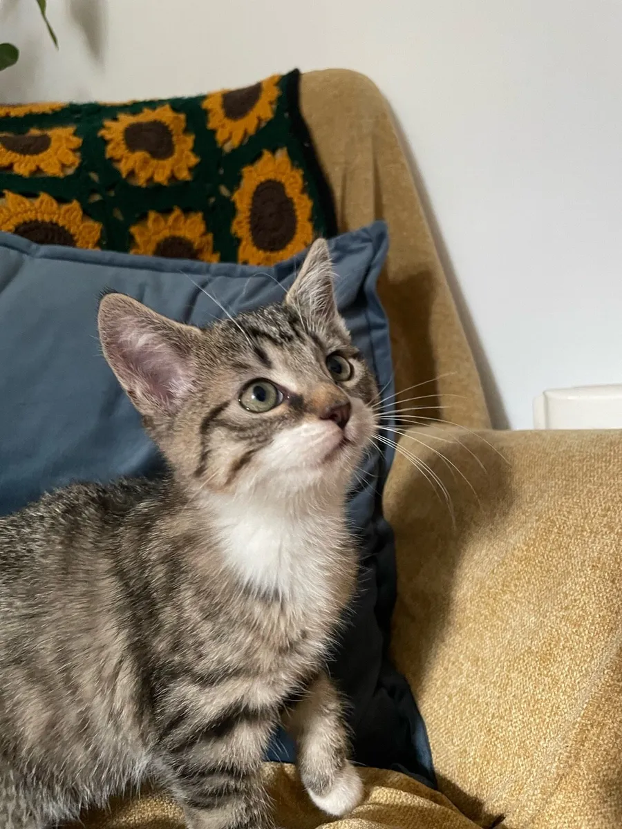 Kittens - Image 4