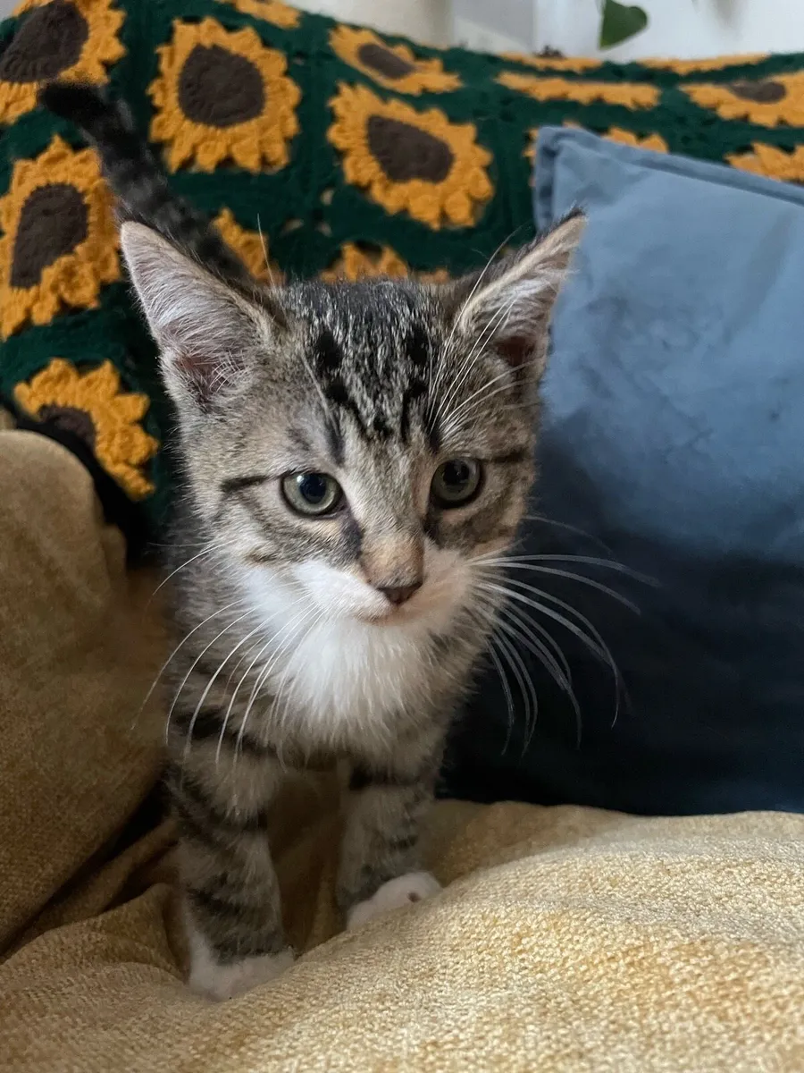Kittens - Image 1