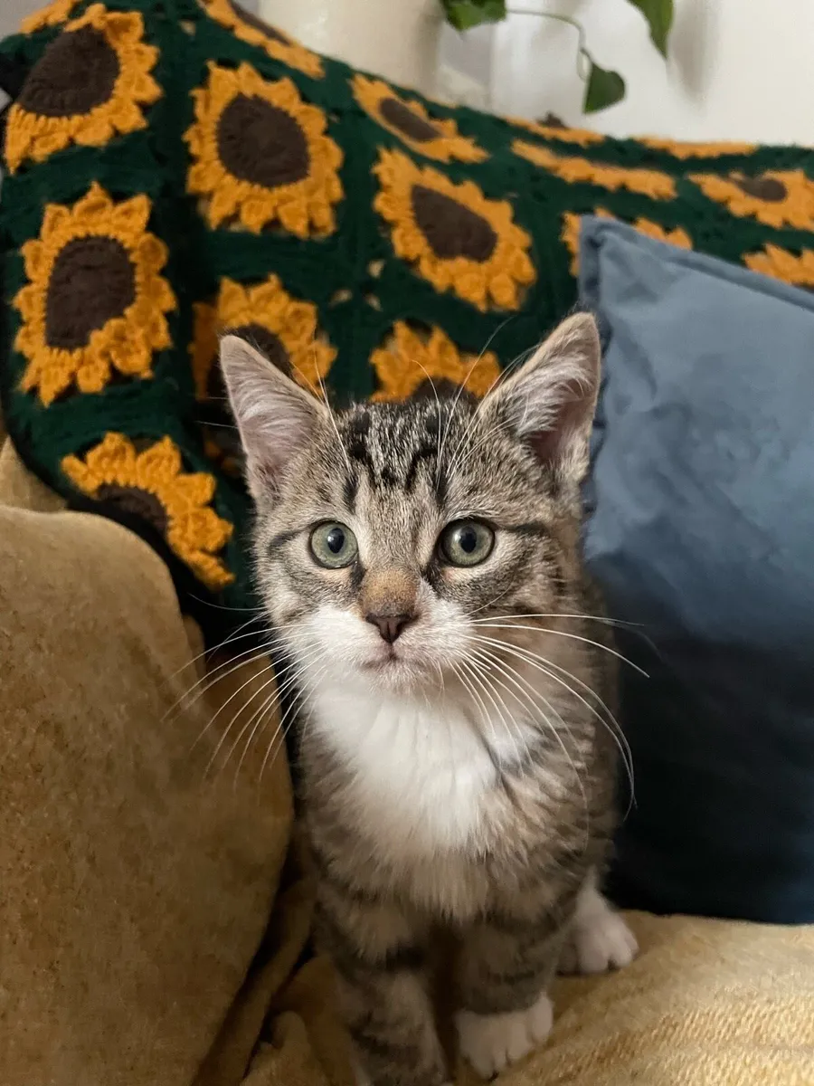 Kittens - Image 2