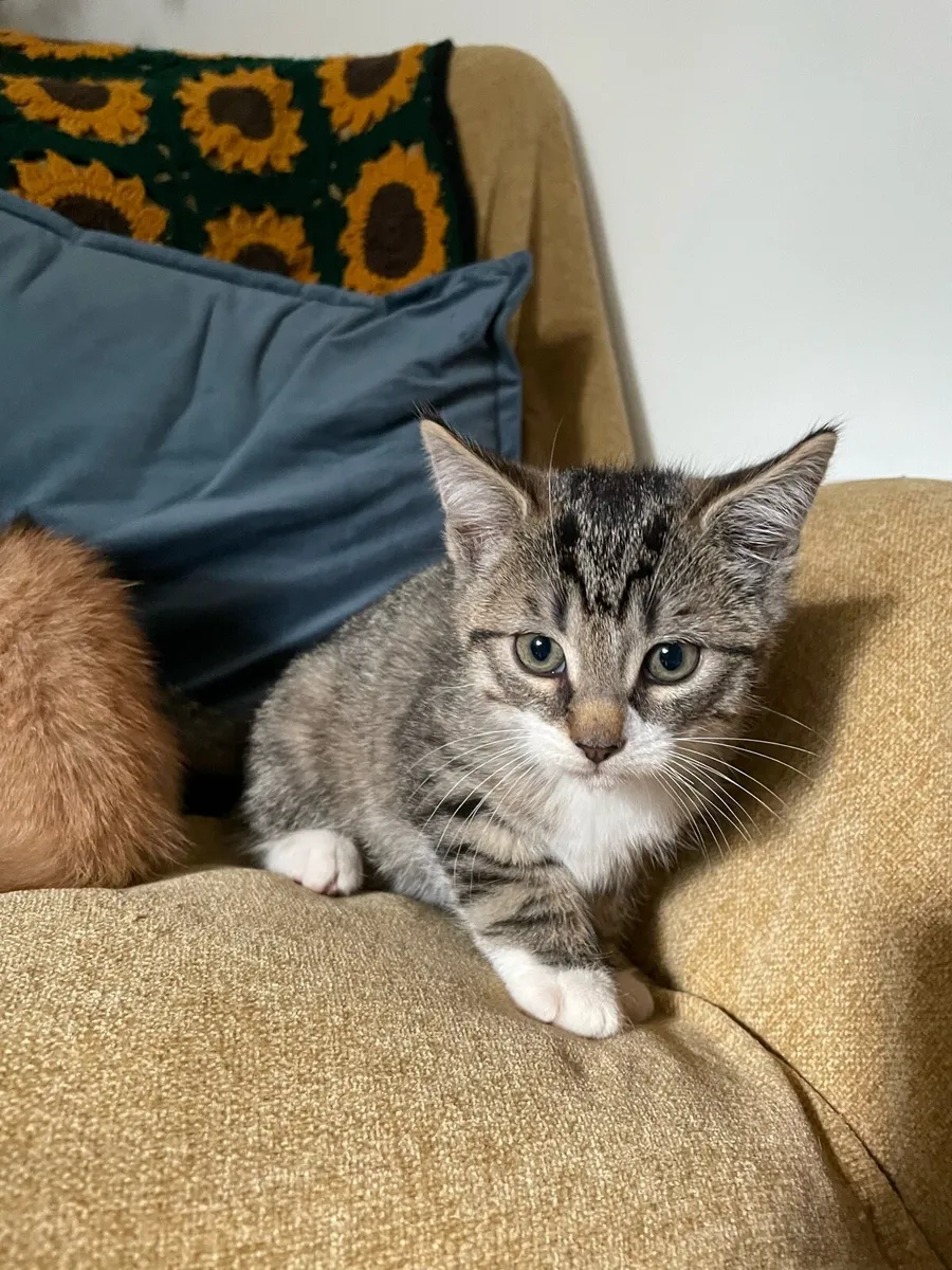 Kittens - Image 3