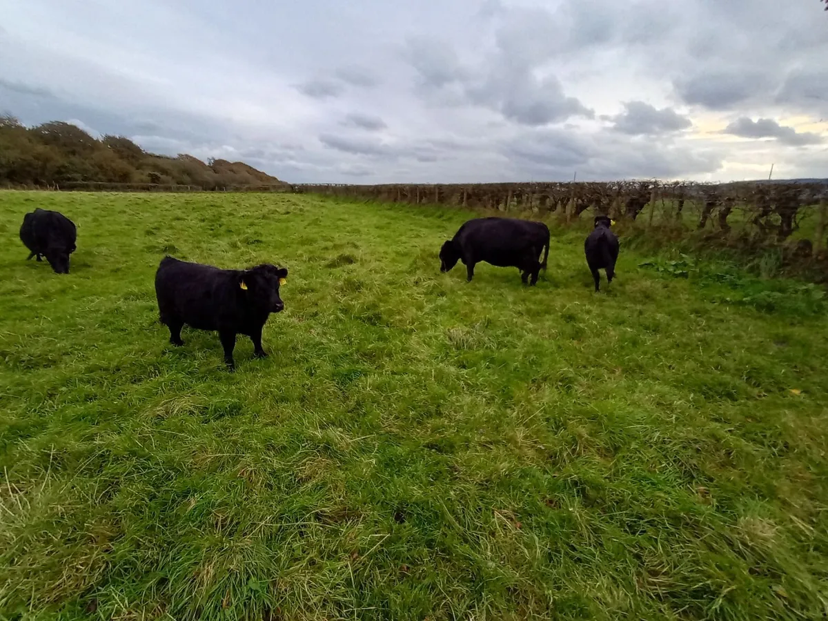 PBNR Dexter heifer calves - Image 3