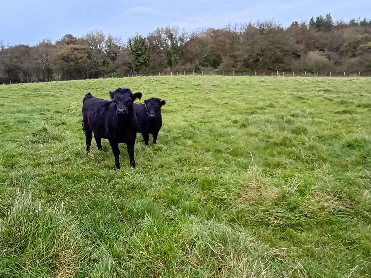 PBNR Dexter heifer calves - Image 1