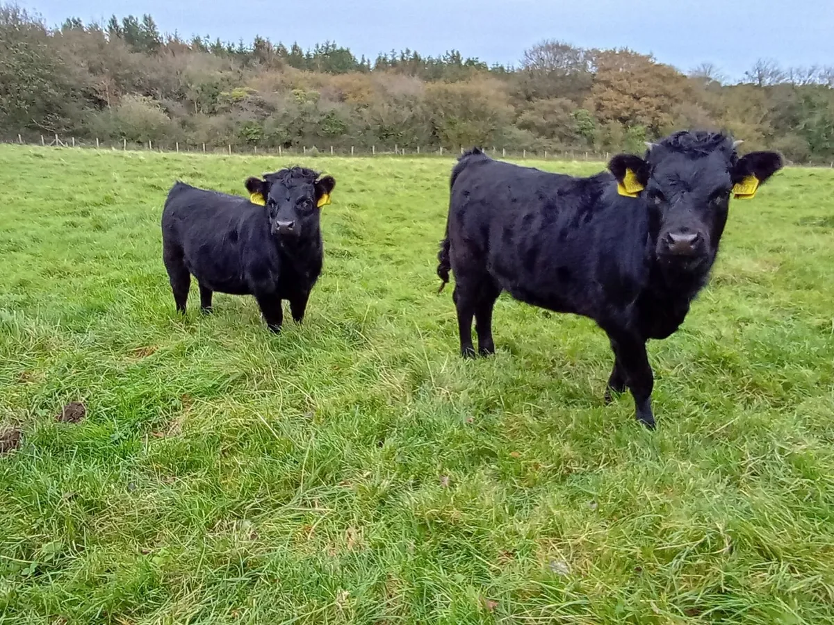 PBNR Dexter heifer calves - Image 2