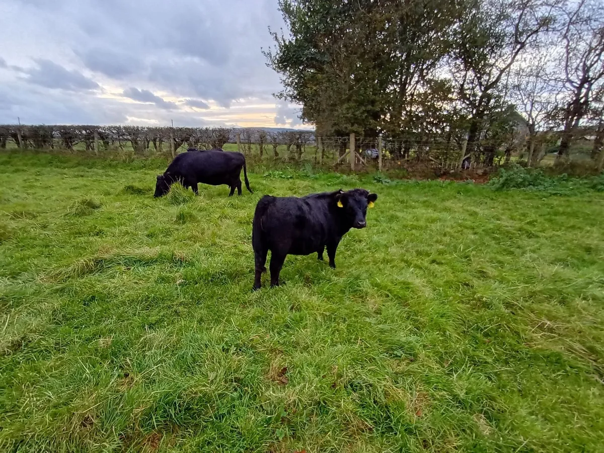 PBNR Dexter heifer calves - Image 4