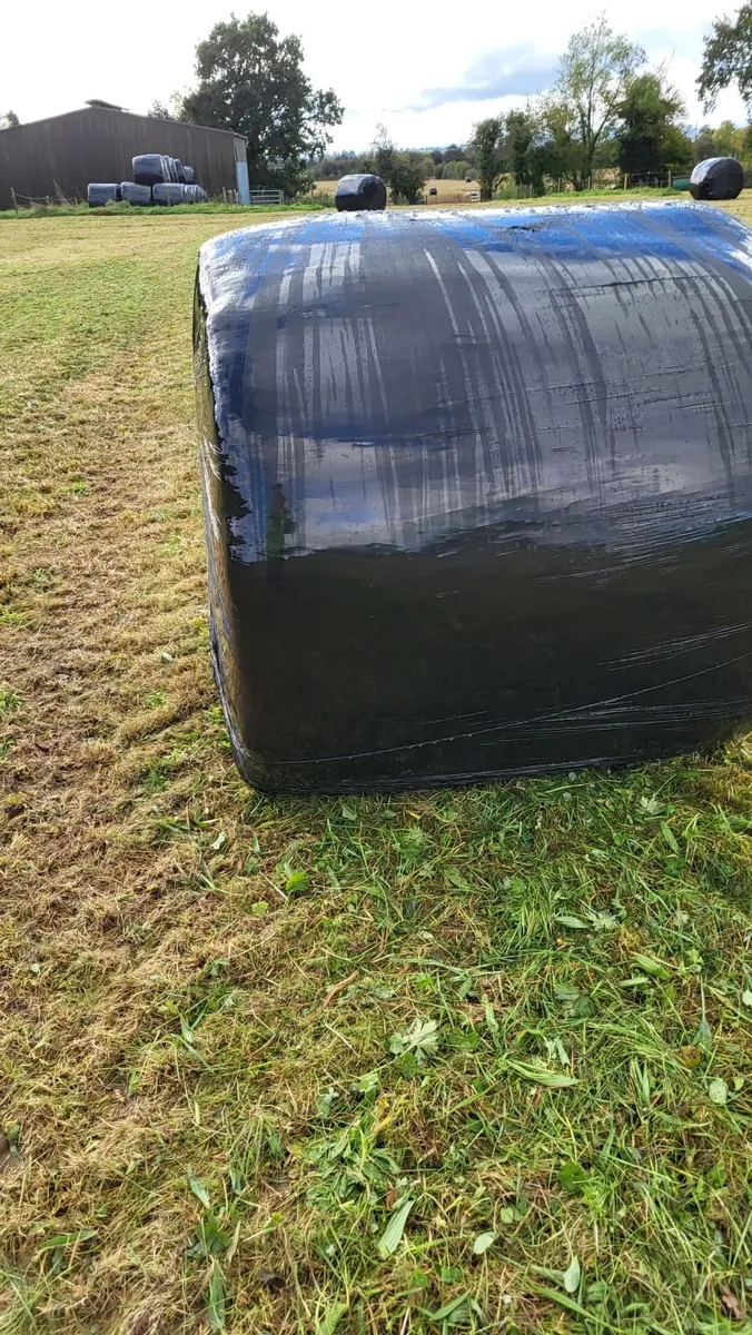 135 Round bales of silage - Image 4
