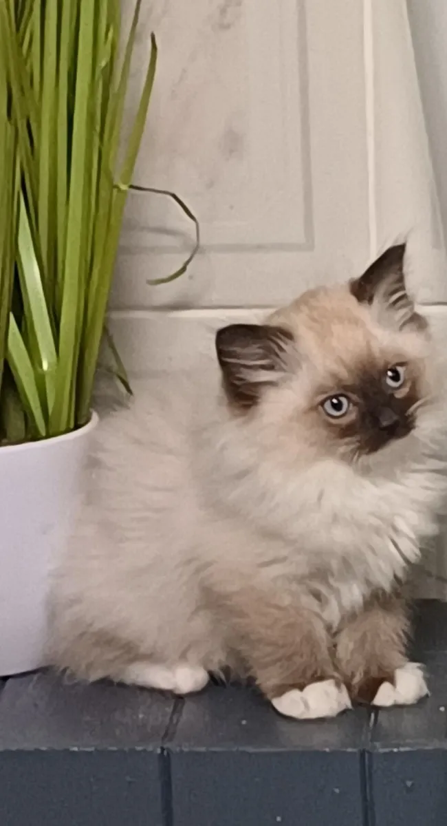 Ragdoll kittens - Image 1