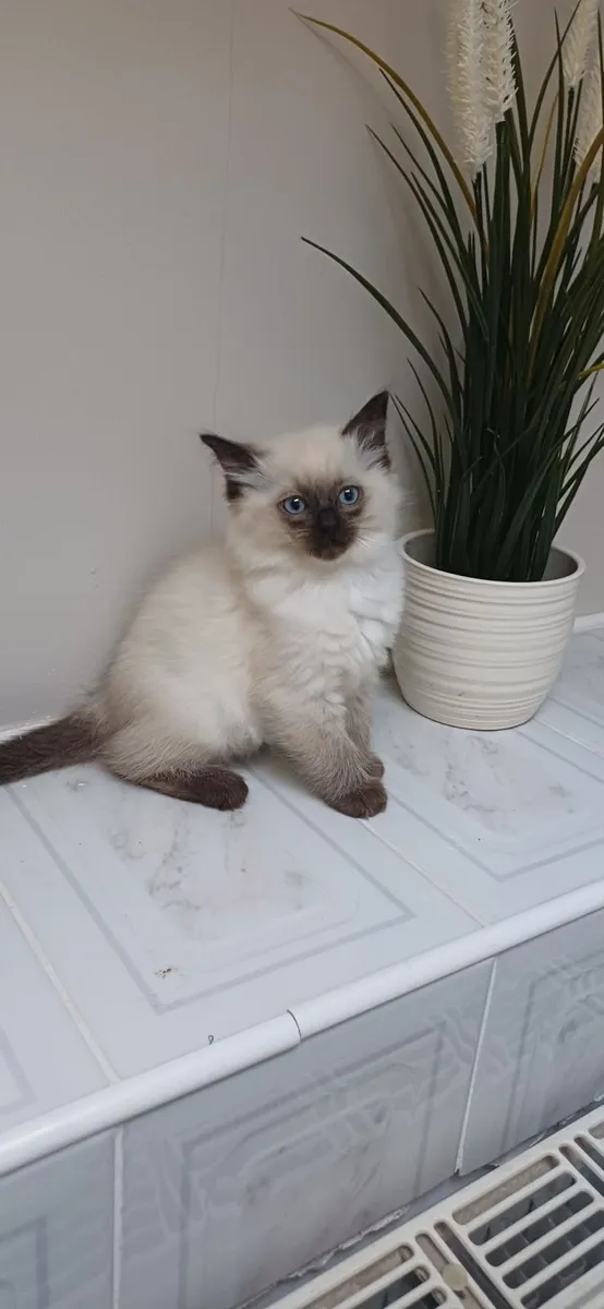Ragdoll kittens - Image 2