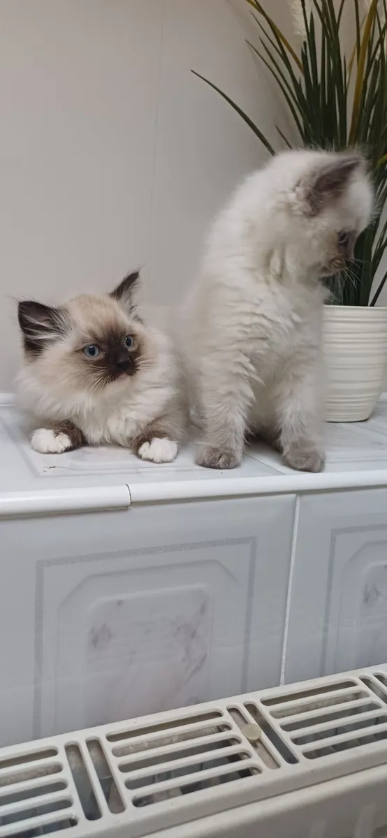 Ragdoll kittens - Image 3