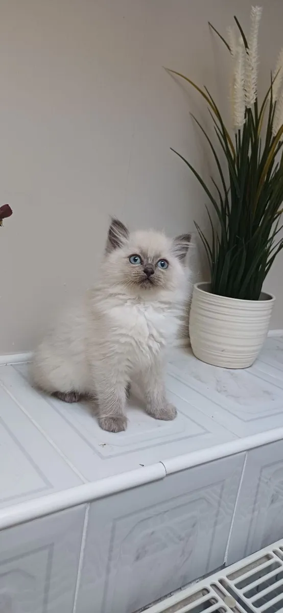 Ragdoll kittens - Image 4
