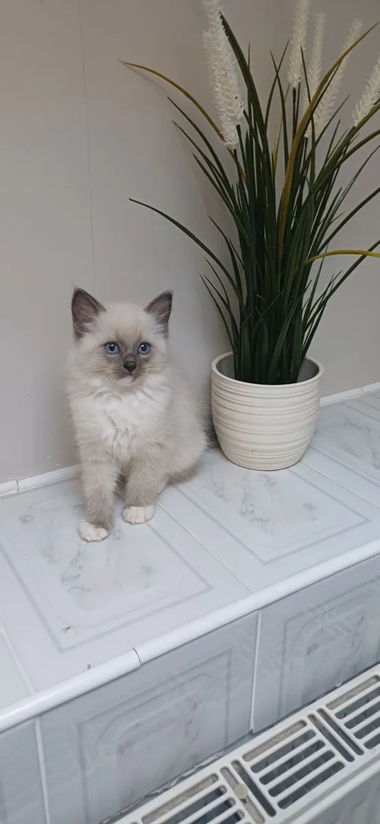 Ragdoll kittens ( 1 male left) - Image 1