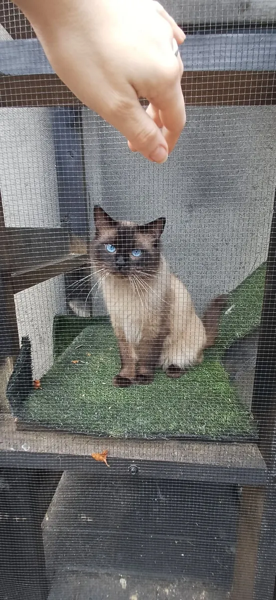 Ragdoll kittens ( 1 male left) - Image 2