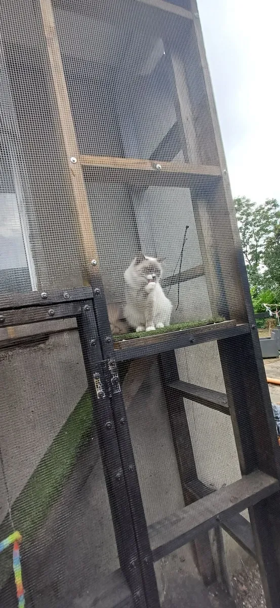 Ragdoll kittens ( 1 male left) - Image 3