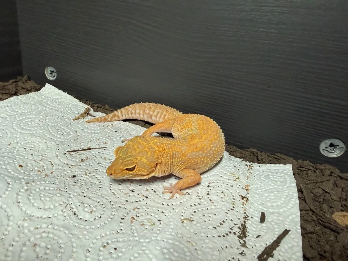 Leopard Gecko and terrarium - Image 1