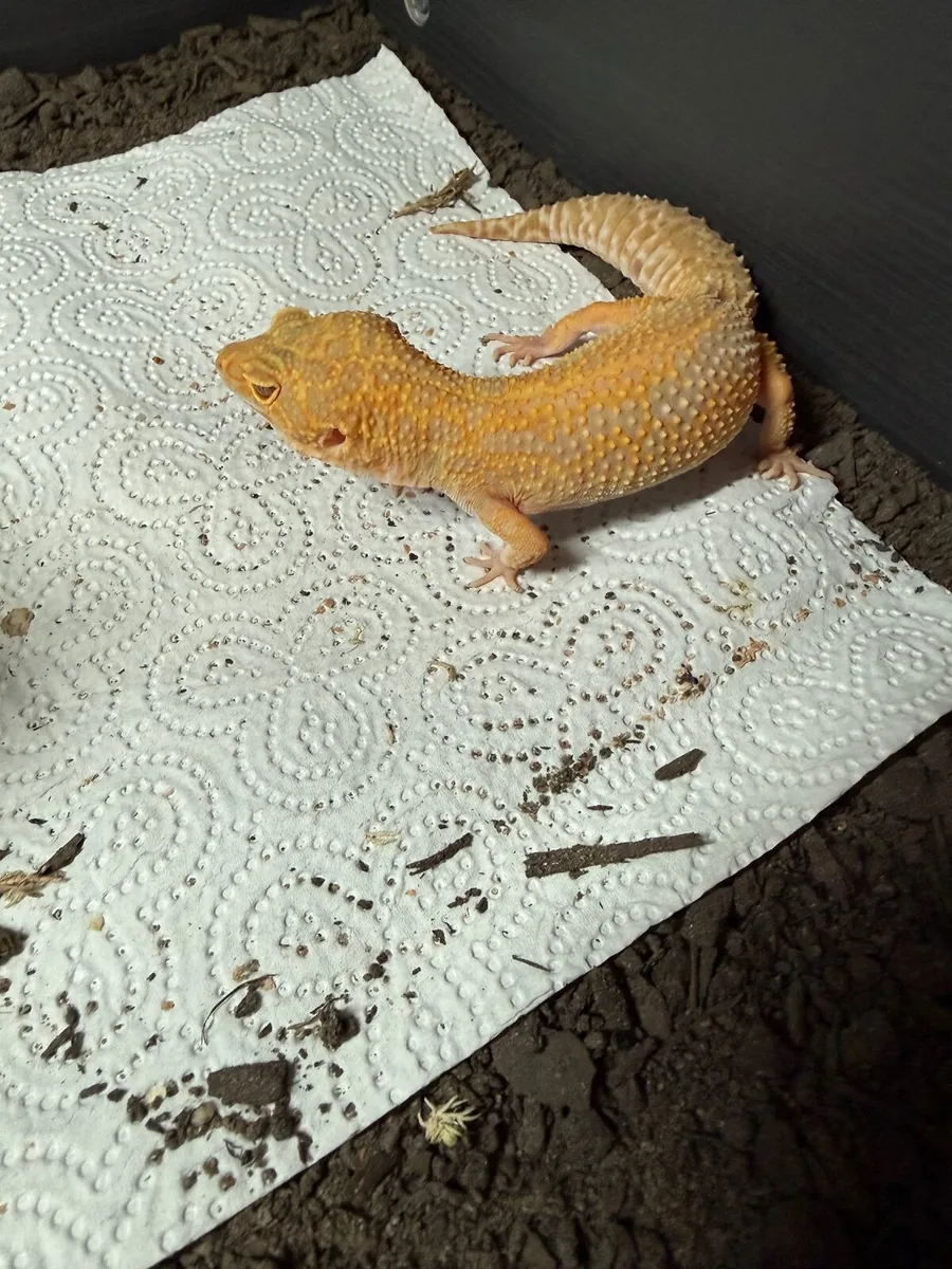 Leopard Gecko and terrarium - Image 2