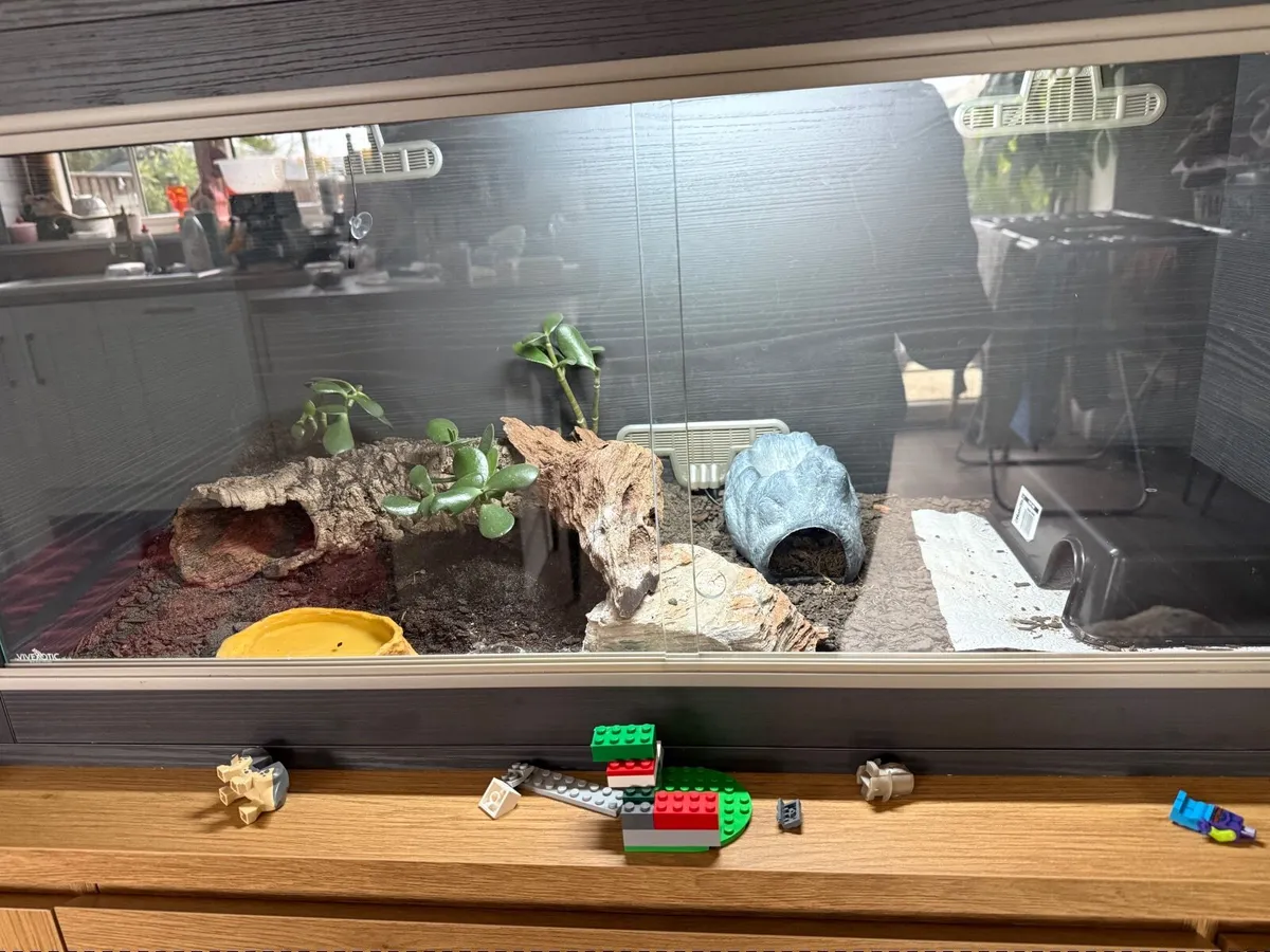 Leopard Gecko and terrarium - Image 3