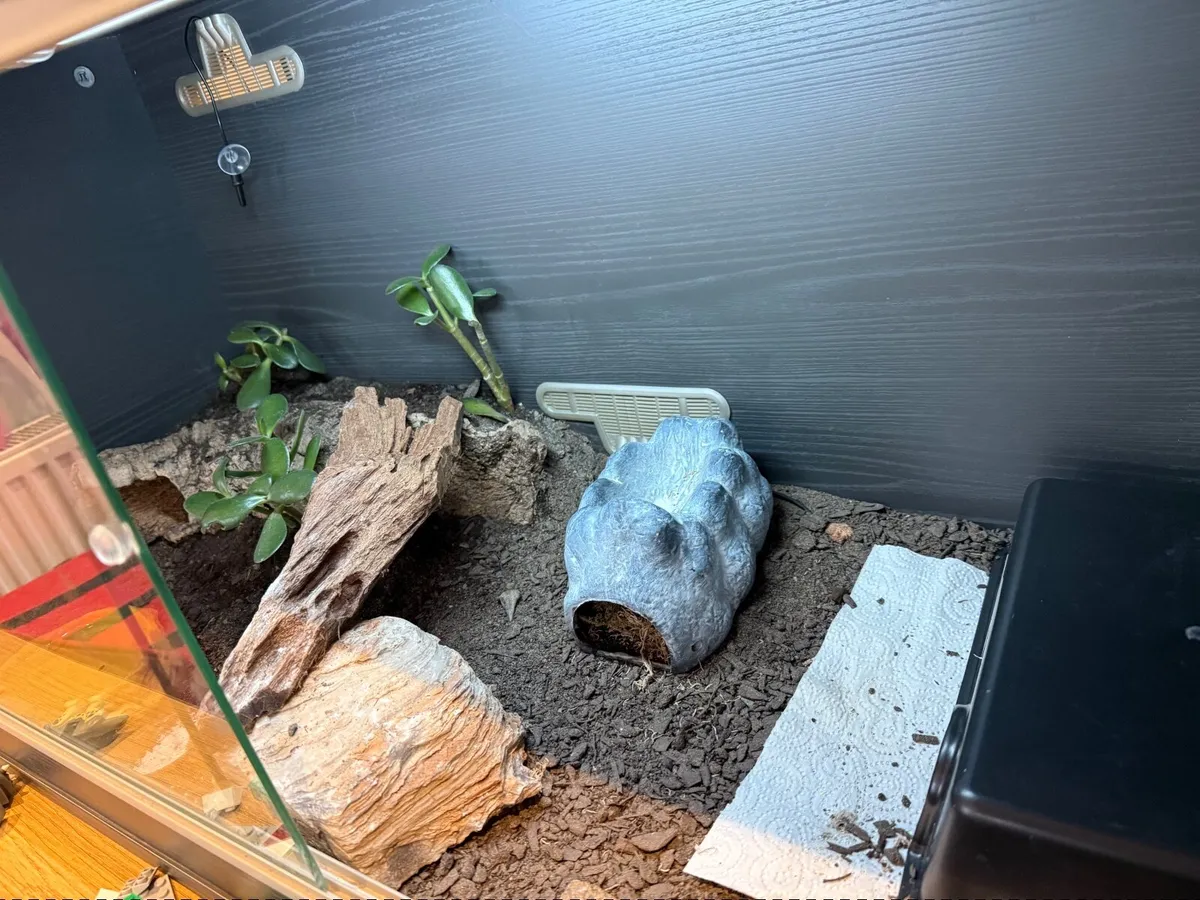 Leopard Gecko and terrarium - Image 4