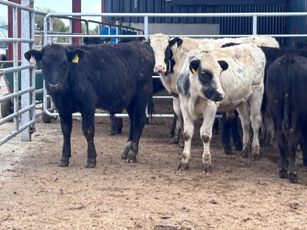 7 bull Weanlings for sale @€720 - Image 2