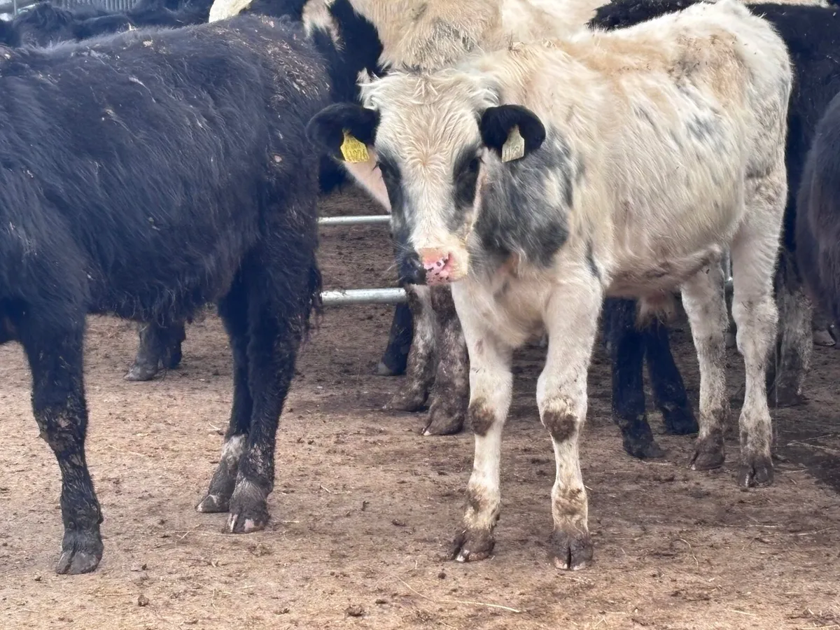 7 bull Weanlings for sale @€720 - Image 3