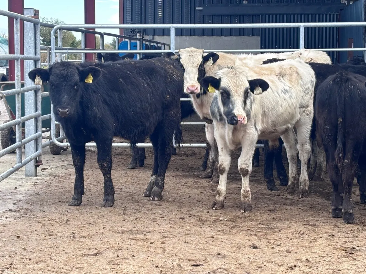 7 bull Weanlings for sale @€720 - Image 1