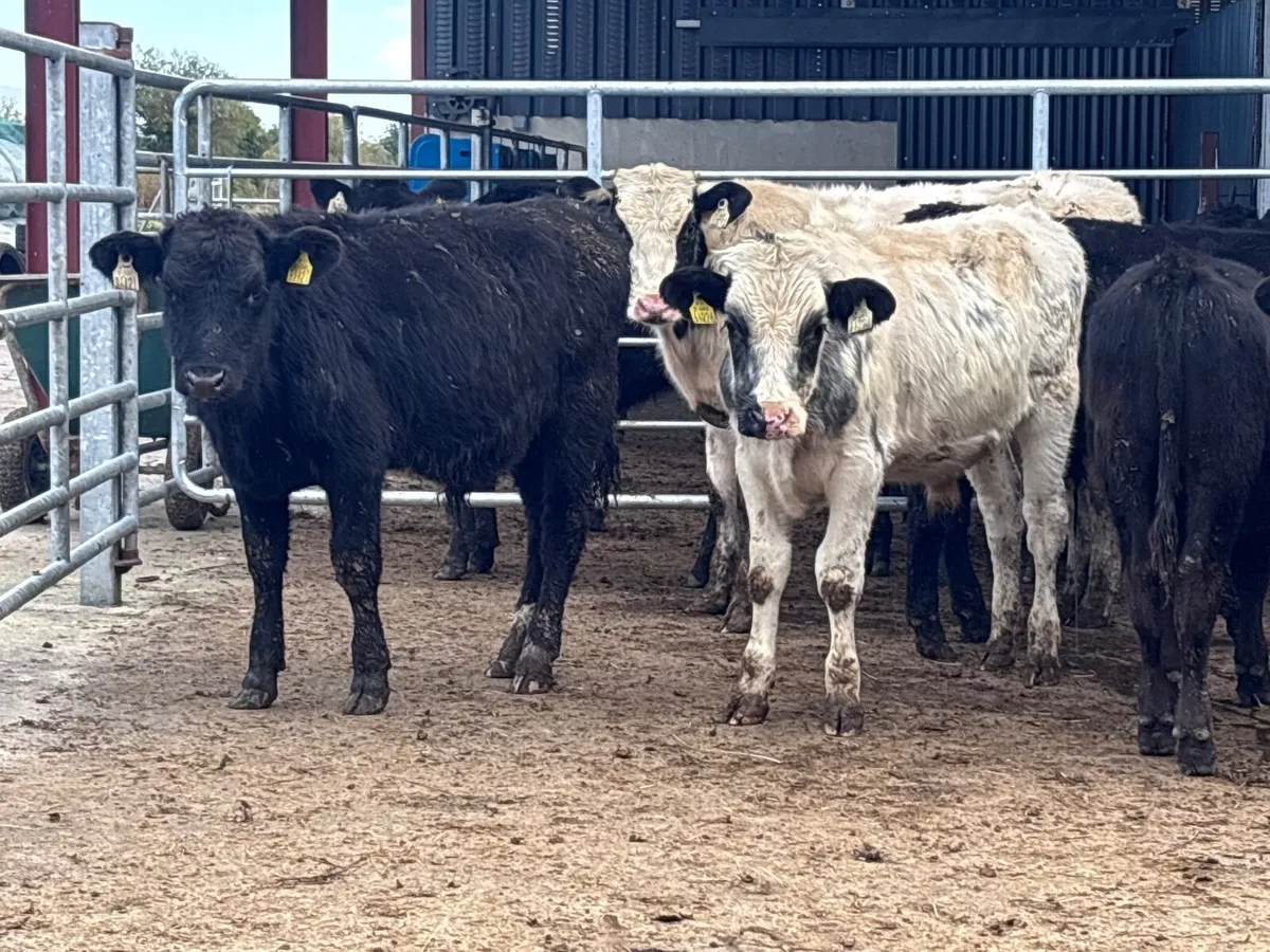 7 bull Weanlings for sale @€720 - Image 4