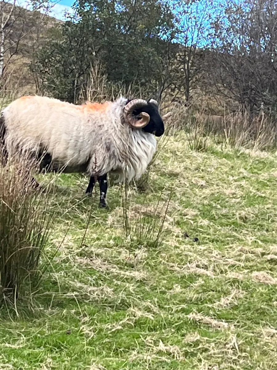 SIS Blackface Mountain Ram - Image 2