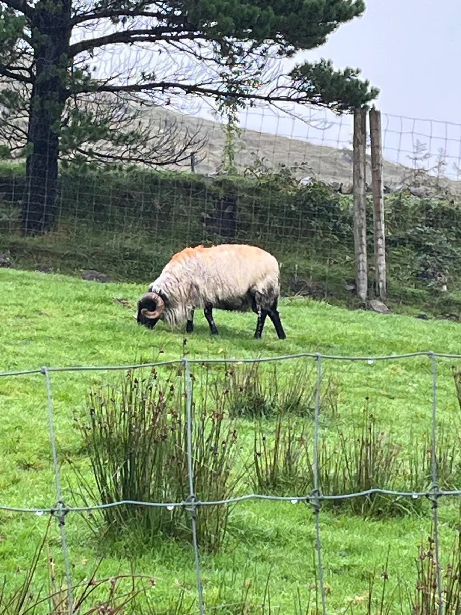 SIS Blackface Mountain Ram - Image 3