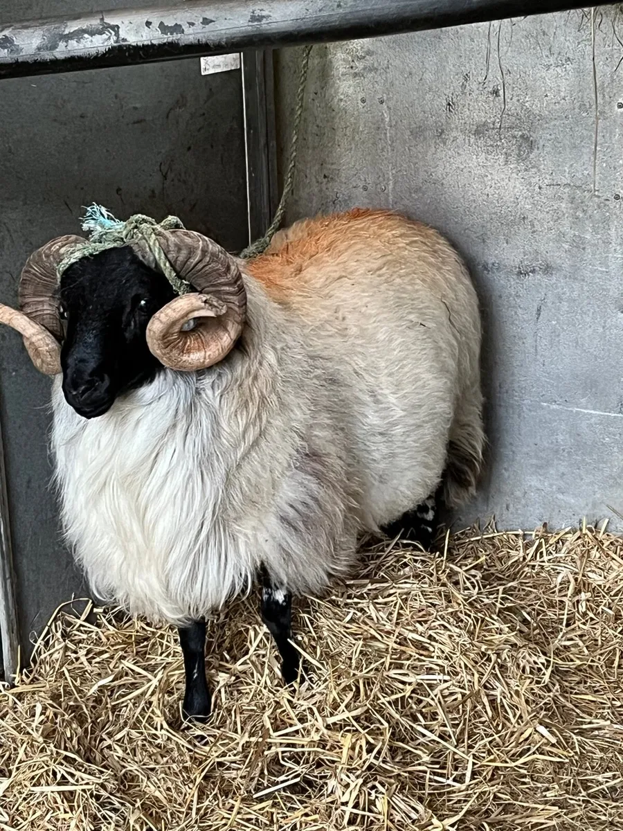 SIS Blackface Mountain Ram - Image 4