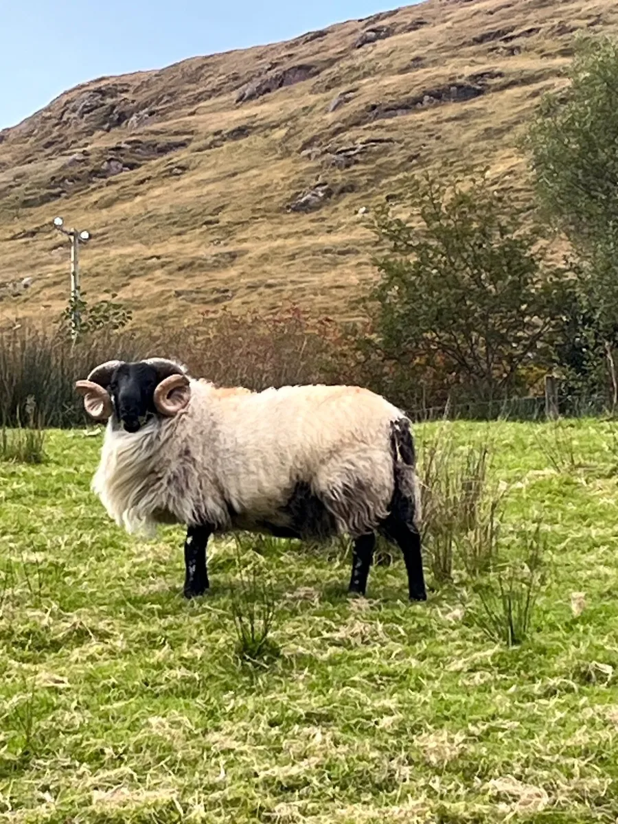 SIS Blackface Mountain Ram - Image 1