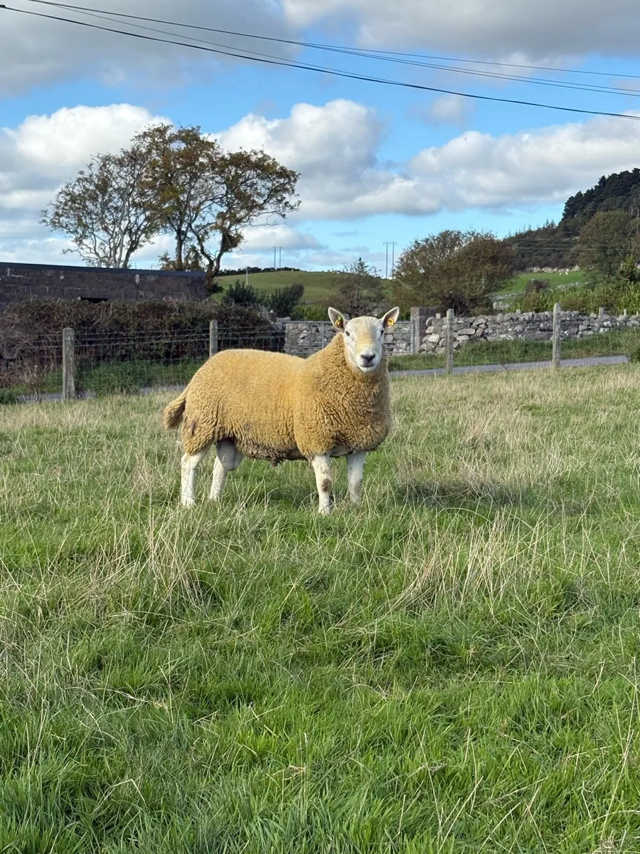 North country Cheviot hogget rams - Image 1